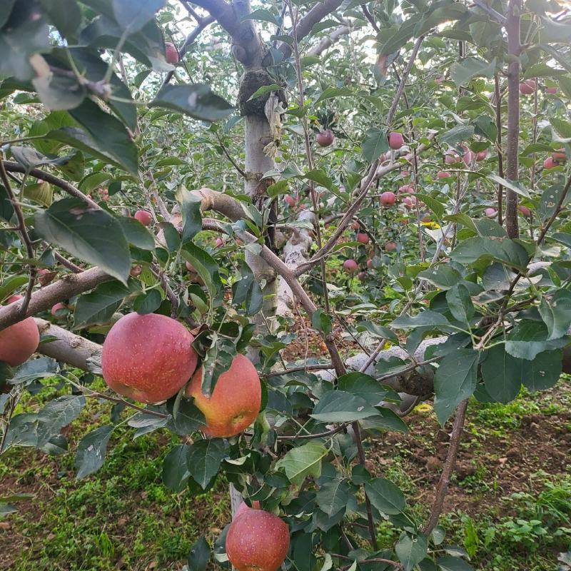 四川汉源丑苹果冰糖心苹果对接各大电商平台商超一件代发产地