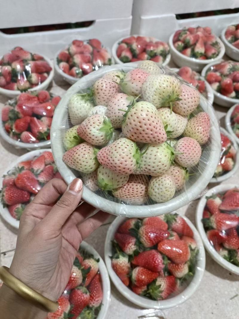 [推荐]甜宝草莓量大质高支持各种包装欢迎前来采购