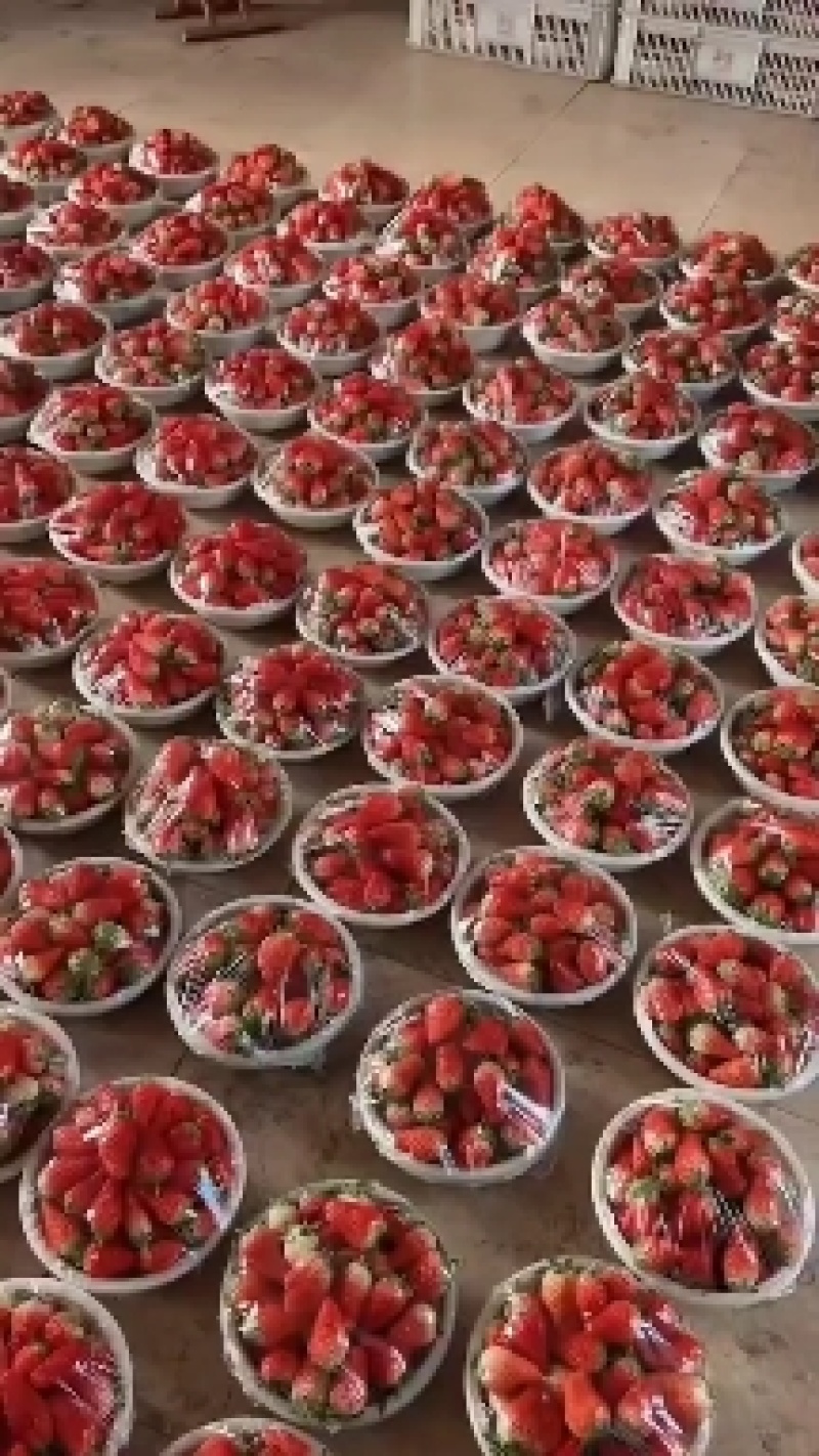 [精选]甜宝草莓货量大，品质高可代收量大从优欢迎采购