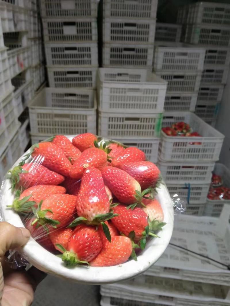 [精选]甜宝草莓货量大，品质高可代收量大从优欢迎采购