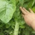花叶子竹筒青不空心不冒台杆子漂亮