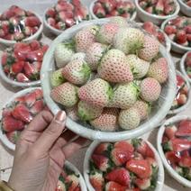 [精选]甜宝草莓货量大，品质高可代收量大从优欢迎采购