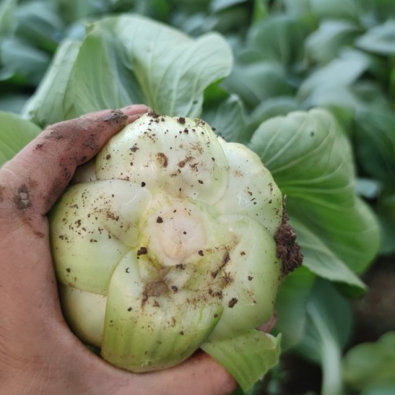 山西大同大颗油菜大量上市，颗颗都是3两菜，需要的老板联系