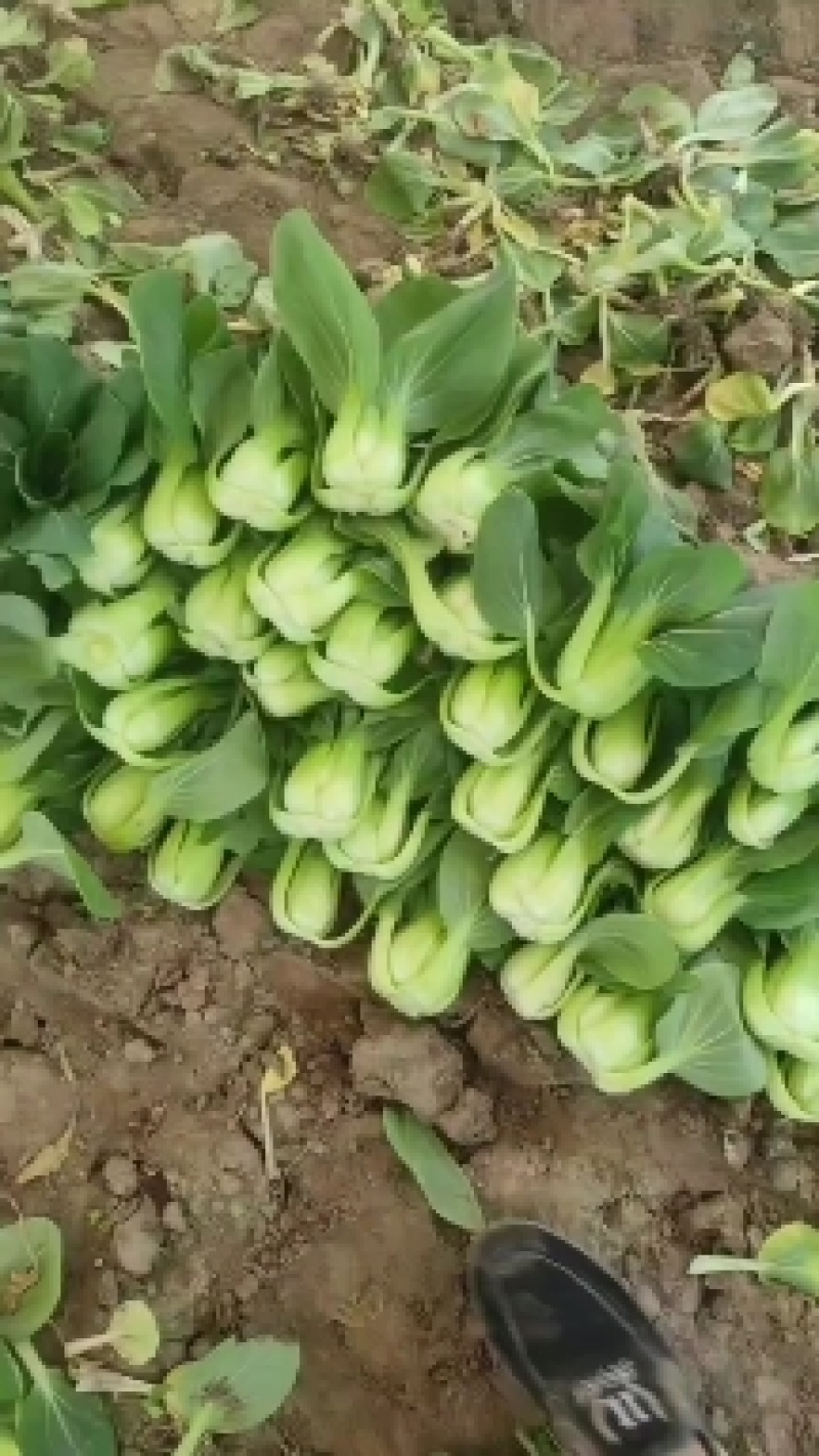 山西大同大颗油菜大量上市，颗颗都是3两菜，需要的老板联系