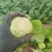 山西大同大颗油菜大量上市，颗颗都是3两菜，需要的老板联系