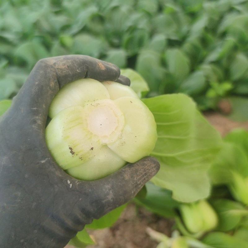 山西大同大颗油菜大量上市，颗颗都是3两菜，需要的老板联系