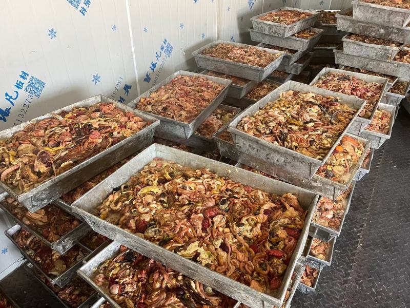 蛋鸡肠工厂直发全新货