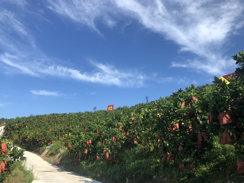 宣恩县李家河贡水白柚新鲜上市，产地一手货源，规格多样