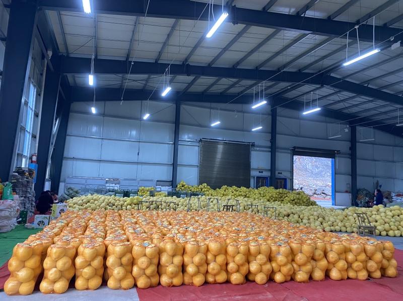 宣恩县李家河贡水白柚新鲜上市，产地一手货源，规格多样