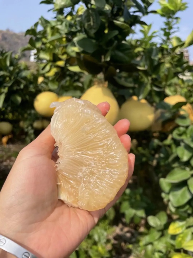 宣恩县李家河贡水白柚新鲜上市，产地一手货源，规格多样