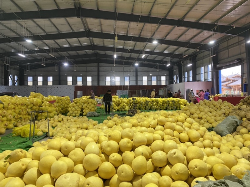 宣恩县李家河贡水白柚新鲜上市，产地一手货源，规格多样