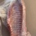 白条半子，鲜品冻品均可，都可以发货