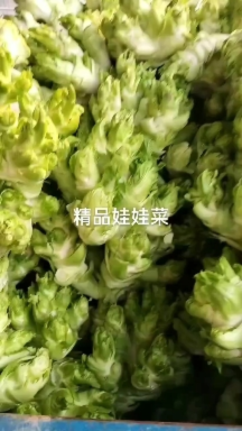 【产地直供】儿菜，多子菜，对接电商平台，各大市场