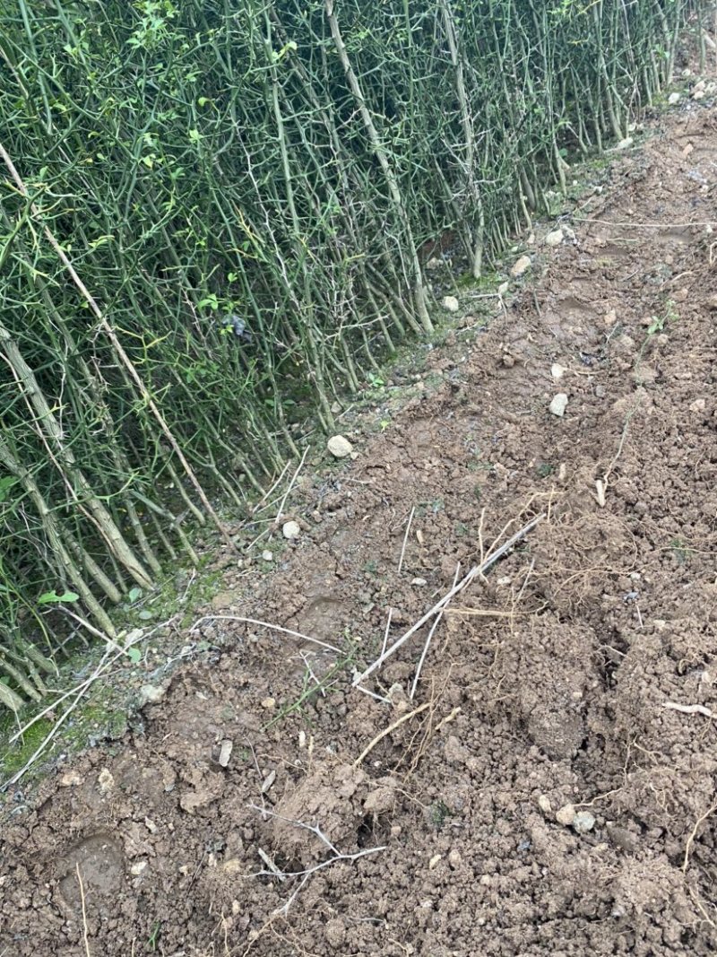 枳壳苗，川药枳壳苗出售，裸根苗，一年苗，两年苗