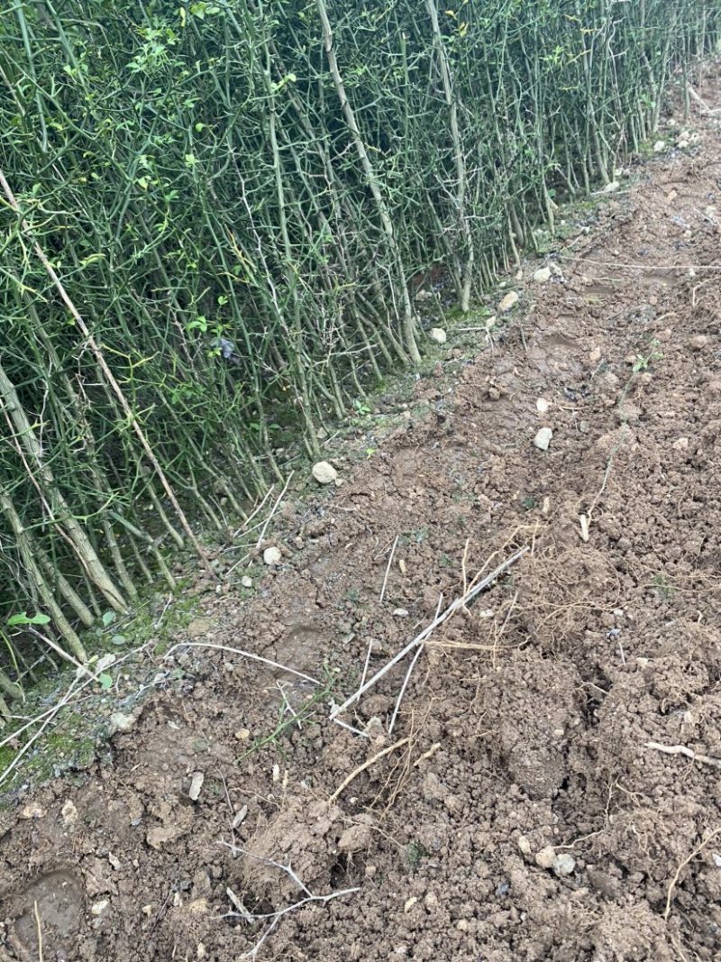 枳壳苗，川药枳壳苗出售，裸根苗，一年苗，两年苗