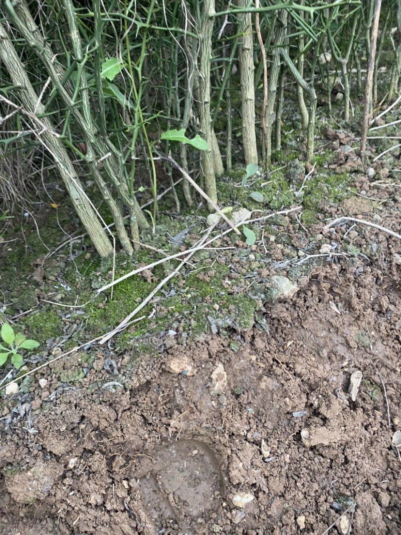 枳壳苗，川药枳壳苗出售，裸根苗，一年苗，两年苗