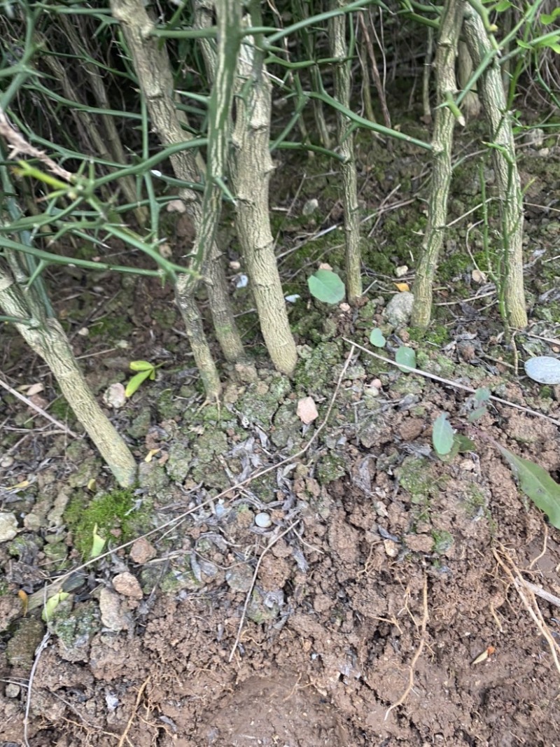 枳壳苗，川药枳壳苗出售，裸根苗，一年苗，两年苗