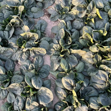 矮秆趴地菠菜叶厚耐运输口感好