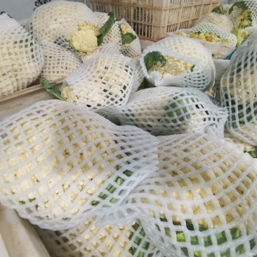 产地直销精品松花菜大量有货新鲜采摘欢迎咨询