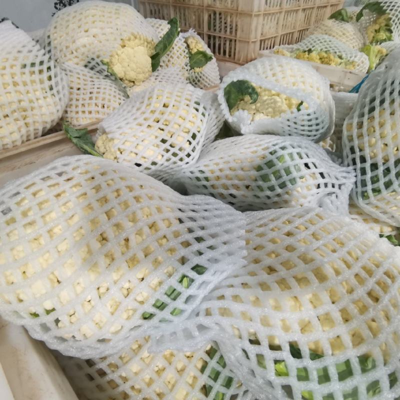 产地直销精品松花菜大量有货新鲜采摘欢迎咨询