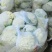 产地直销精品松花菜大量有货新鲜采摘欢迎咨询