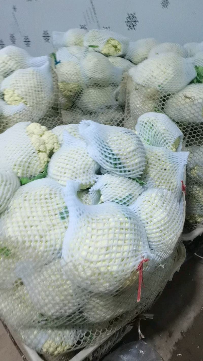产地直销精品松花菜大量有货新鲜采摘欢迎咨询