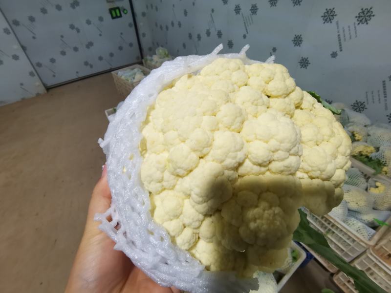 产地直销精品松花菜大量有货新鲜采摘欢迎咨询