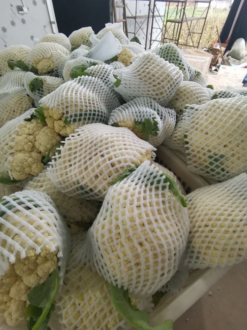 产地直销精品松花菜大量有货新鲜采摘欢迎咨询