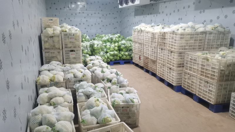 产地直销精品松花菜大量有货新鲜采摘欢迎咨询