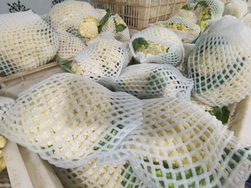 产地直销精品松花菜大量有货新鲜采摘欢迎咨询