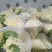 产地直销精品松花菜大量有货新鲜采摘欢迎咨询