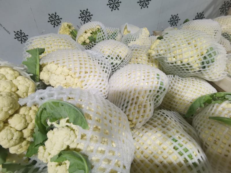 产地直销精品松花菜大量有货新鲜采摘欢迎咨询