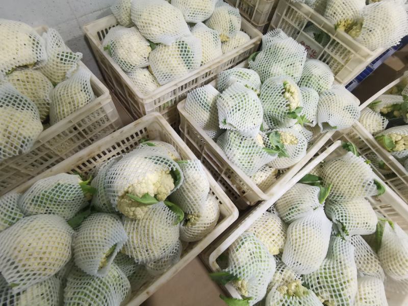 产地直销精品松花菜大量有货新鲜采摘欢迎咨询