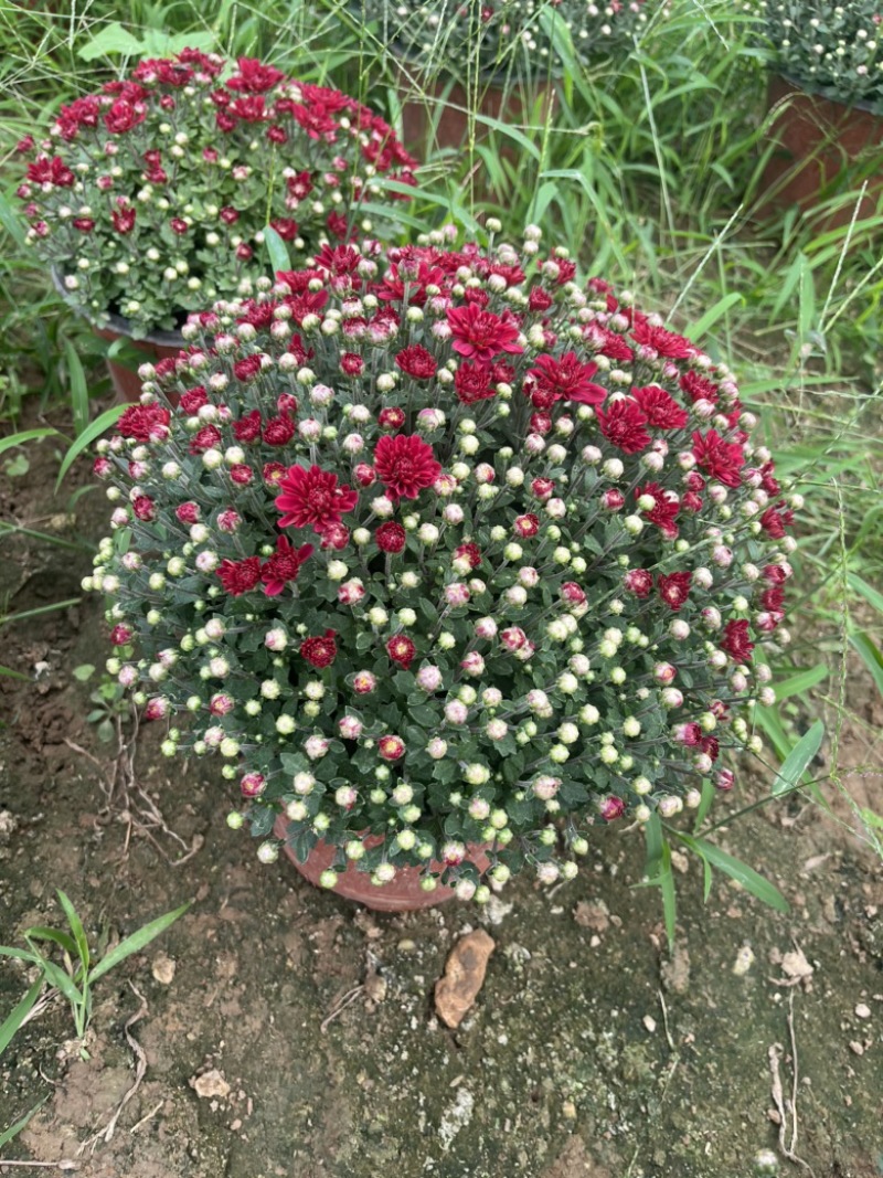 球菊，最后1000颗包圆底至1元