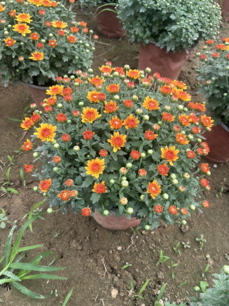 球菊，最后1000颗包圆底至1元