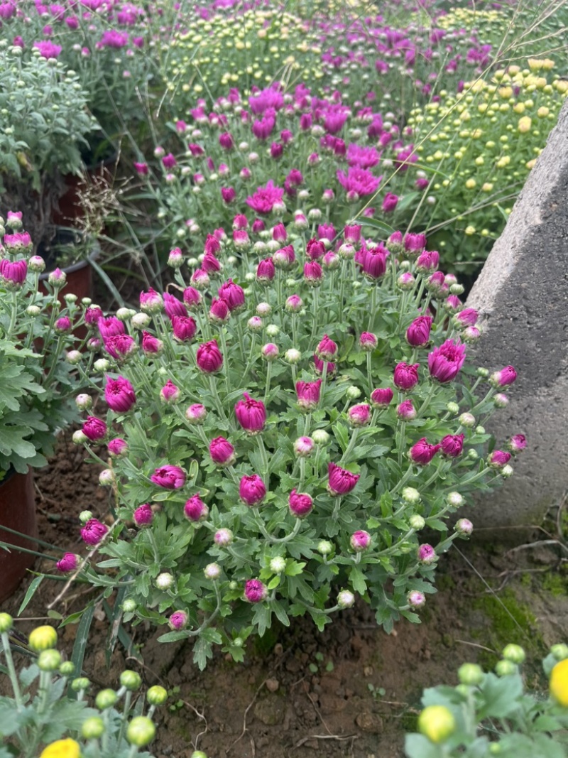 球菊，最后1000颗包圆底至1元