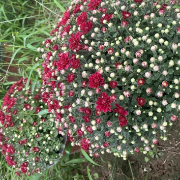 球菊，最后1000颗包圆底至1元