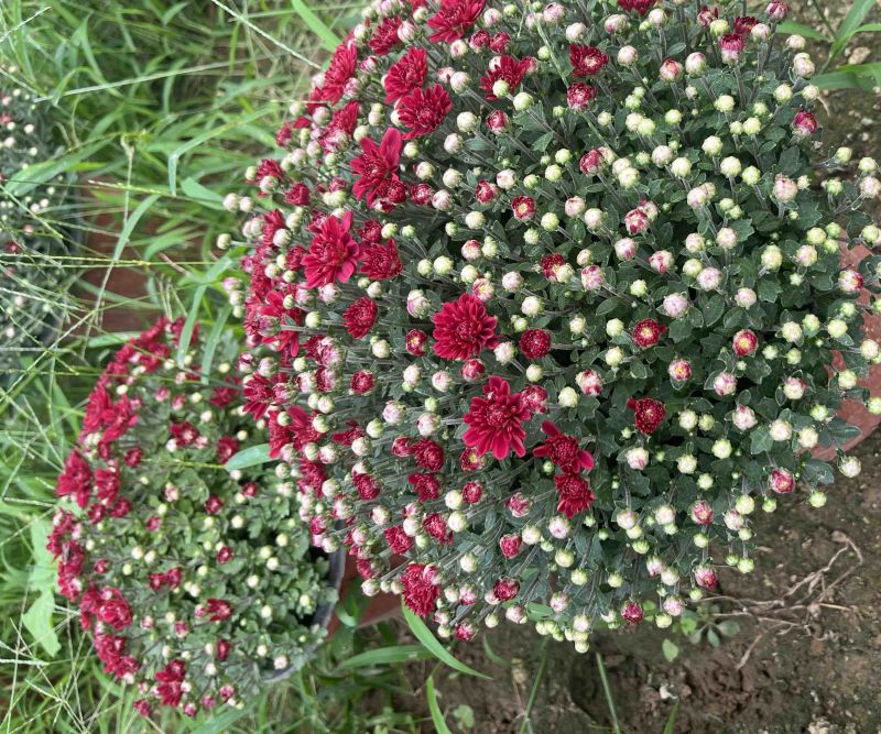 球菊，最后1000颗包圆底至1元
