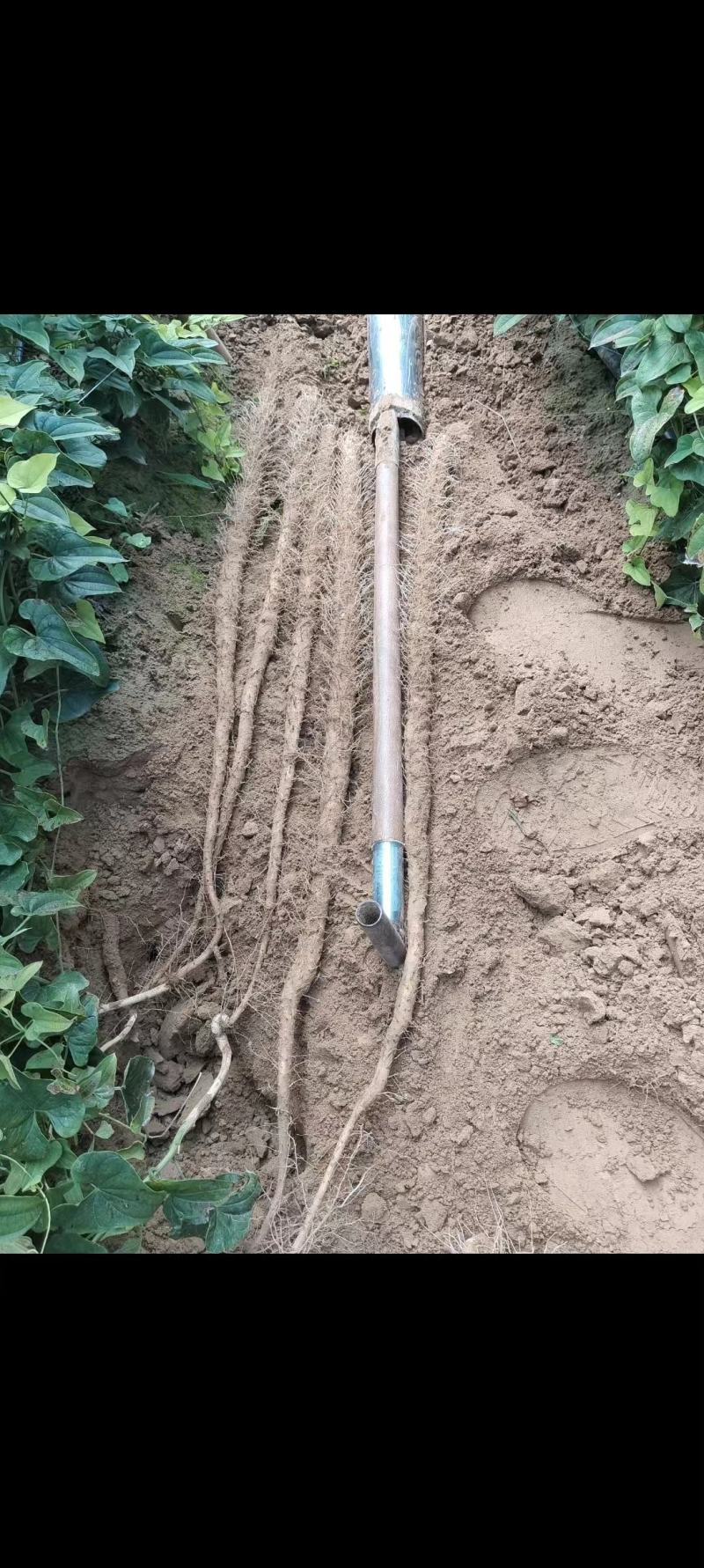 铁棍山药