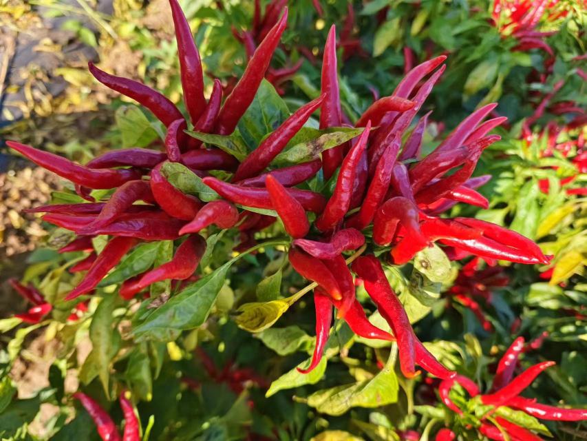 胡椒与辣椒的营养成分对比图