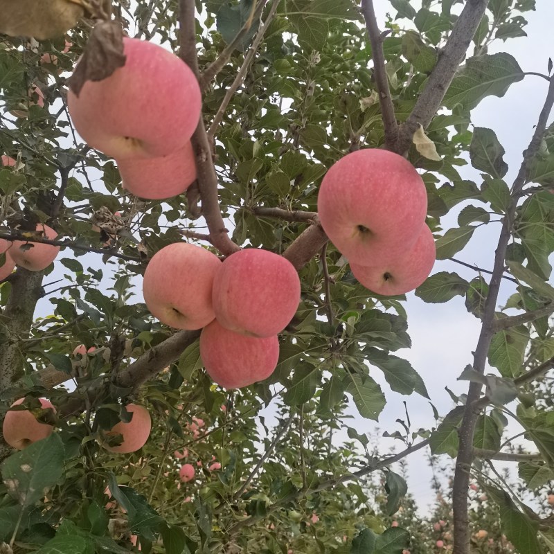 陕西乾县红富士大量上市货源充足需要电商平台，客商