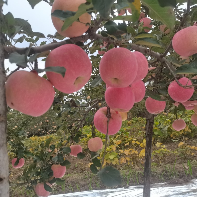 陕西乾县红富士大量上市货源充足需要电商平台，客商