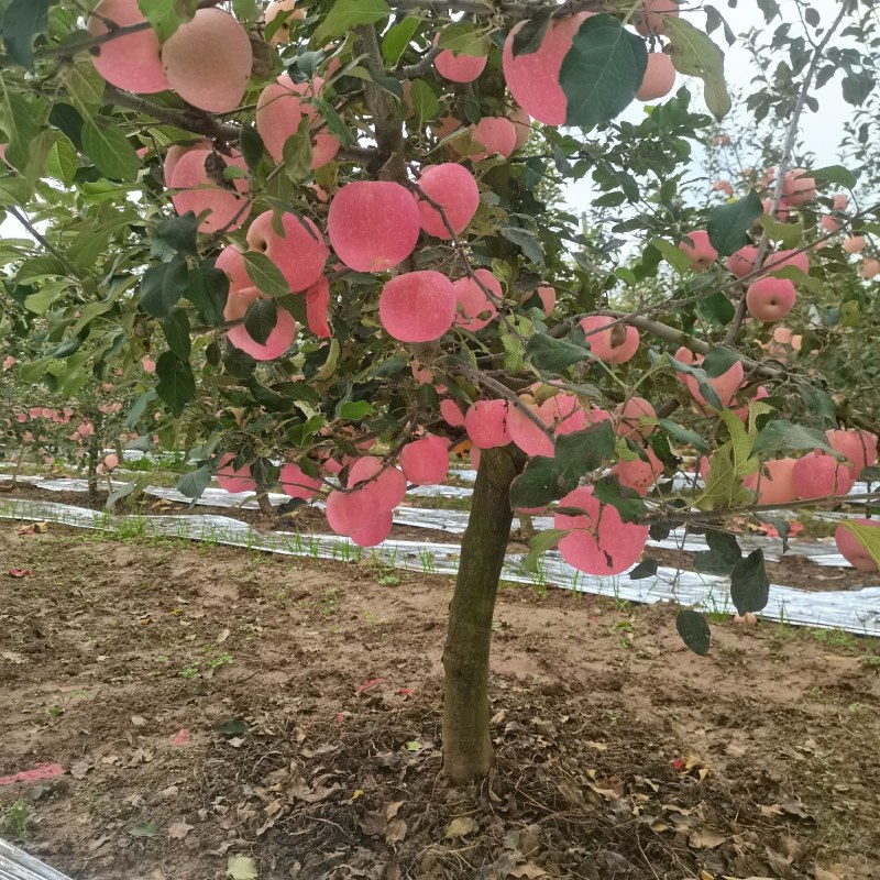 陕西乾县红富士大量上市货源充足需要电商平台，客商