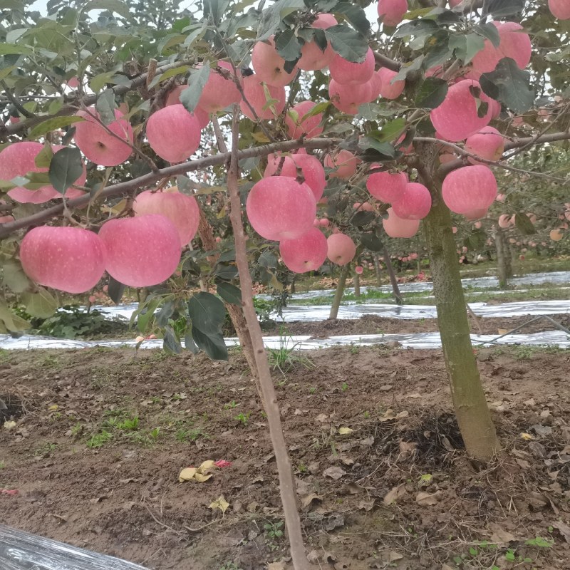 陕西乾县红富士大量上市货源充足需要电商平台，客商