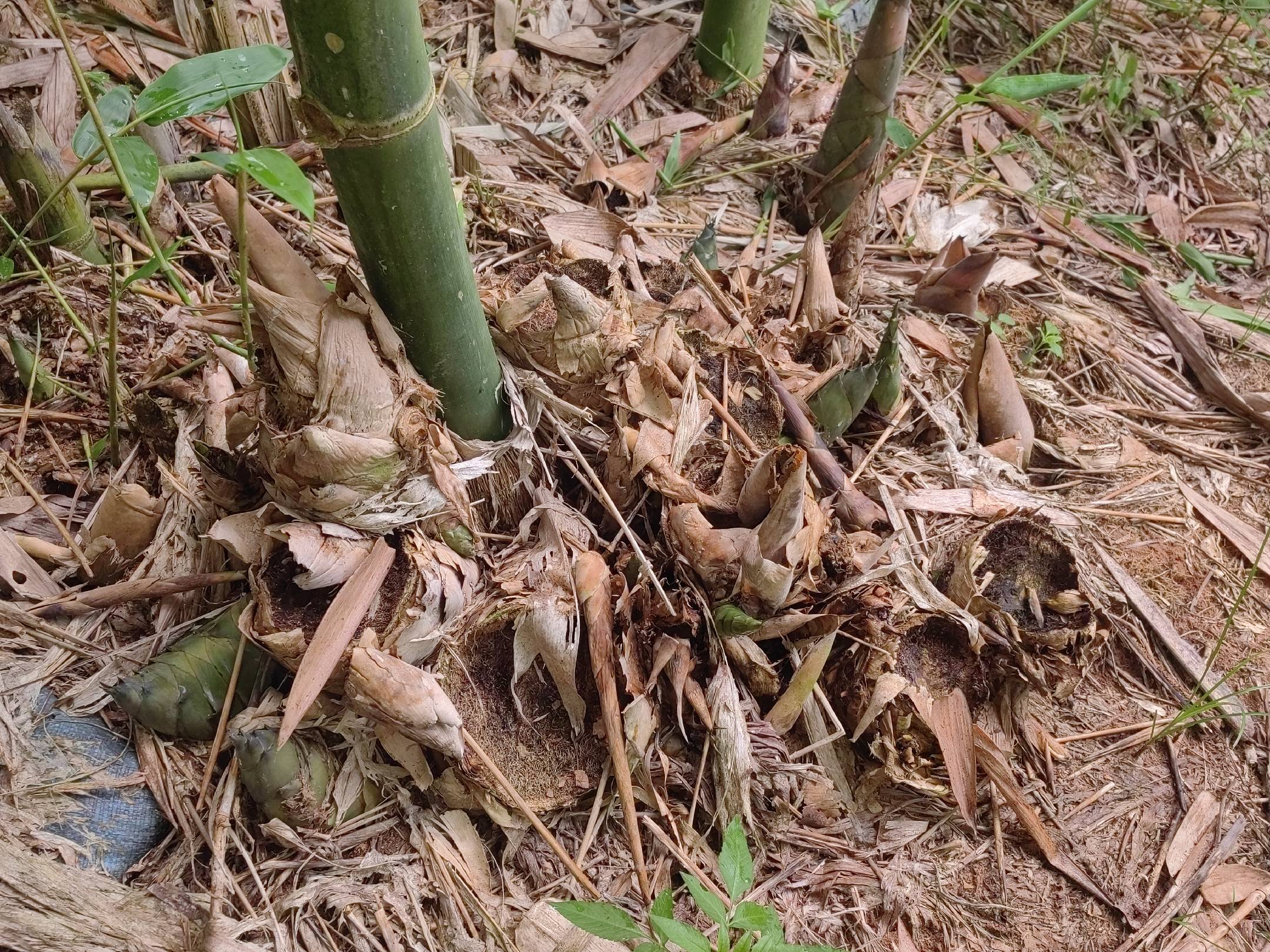 竹笋生长在竹林中