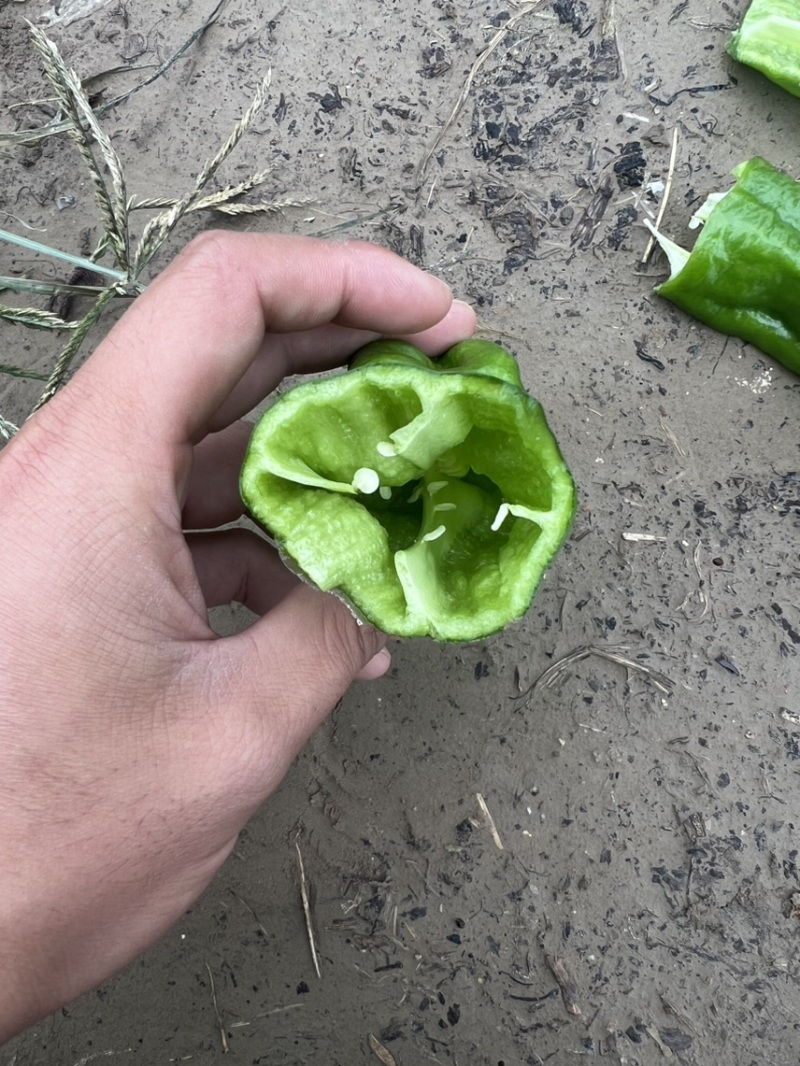 薄皮椒，薄皮大椒，大棚种植鲜辣椒，现摘现发辣椒，泡椒