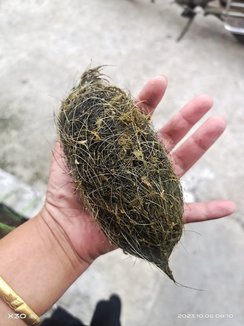 猪宝