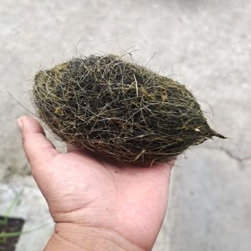 猪宝