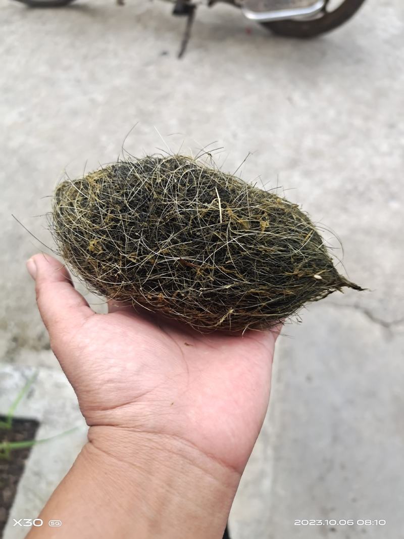 猪宝