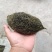 猪宝